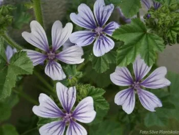 Malva sylvestris 'Dema'
