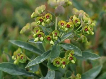 Euphorbia martinii