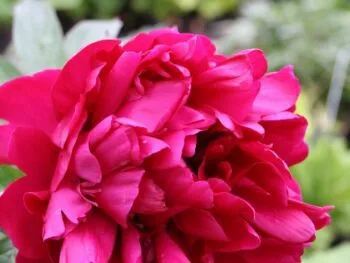 Paeonia lactiflora 'Inspecteur Lavergne'