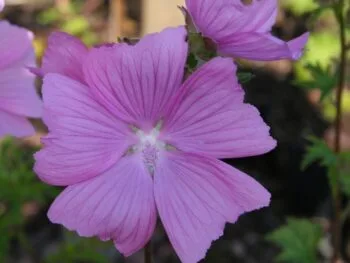 Malva (Lavatera) 'Burgundy Wine'
