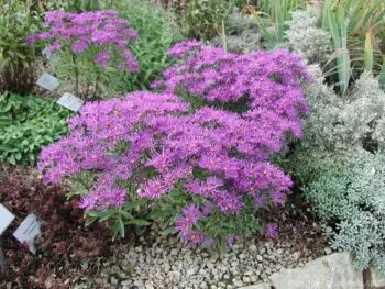 Aster amellus 'Veilchenkönigin'