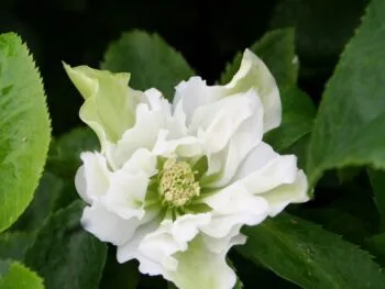 Helleborus orientalis 'Double White'