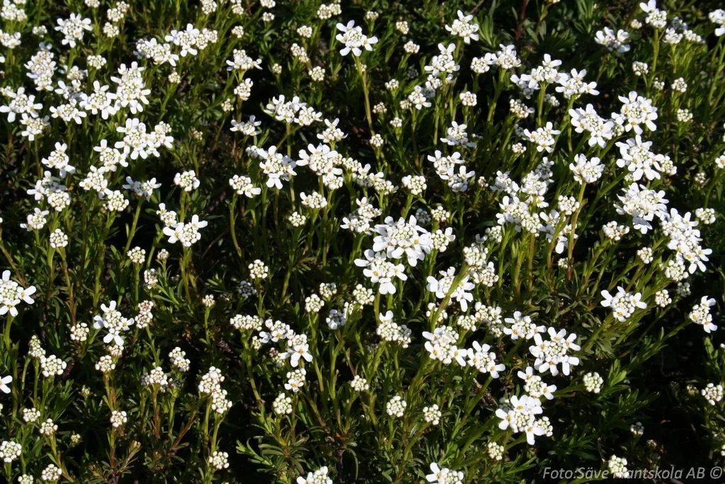 Iberis sempervirens 'Appen Etz'