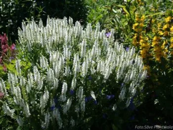 Salvia nemorosa 'Schneehugel'