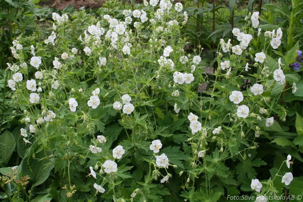 Geranium phaeum 'Album'
