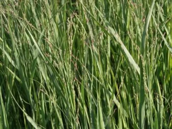 Panicum virgatum 'Heavy Metal'