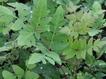 Osmunda regalis 'Prupurascens'