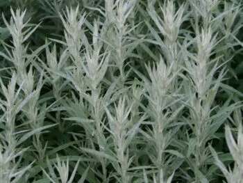 Artemisia ludoviciana 'Silver Queen'