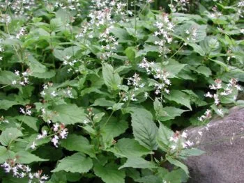 Circaea alpina