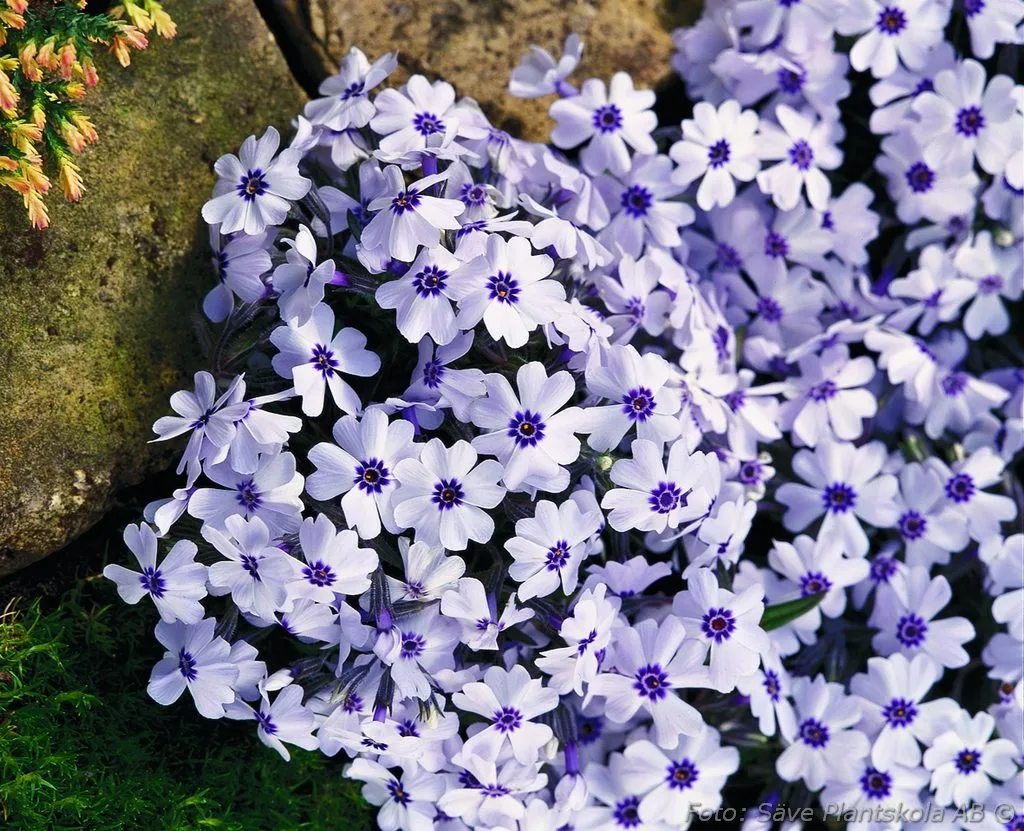 Phlox subulata 'Bavaria'
