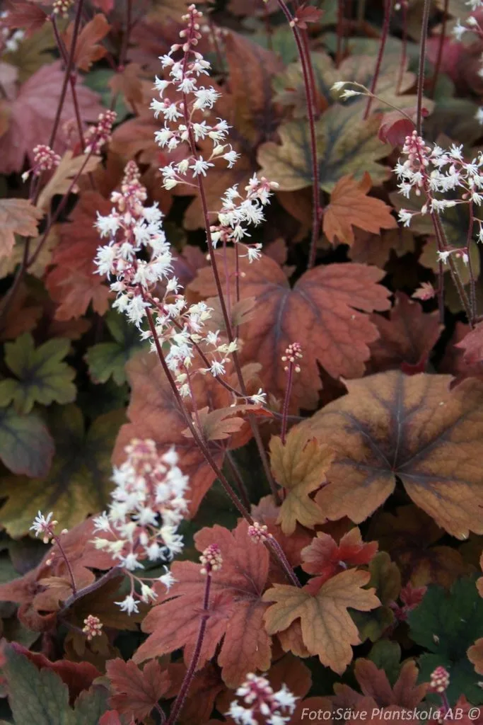 Heucherella 'Sweet Tea' - Image 2