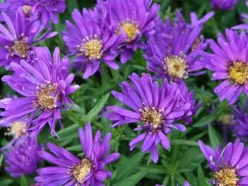 Aster novi-belgii 'Marie Ballard'