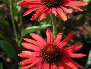 Echinacea purpurea 'Hot Summer'