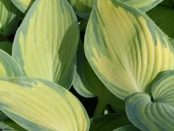 Hosta tardiana 'June'