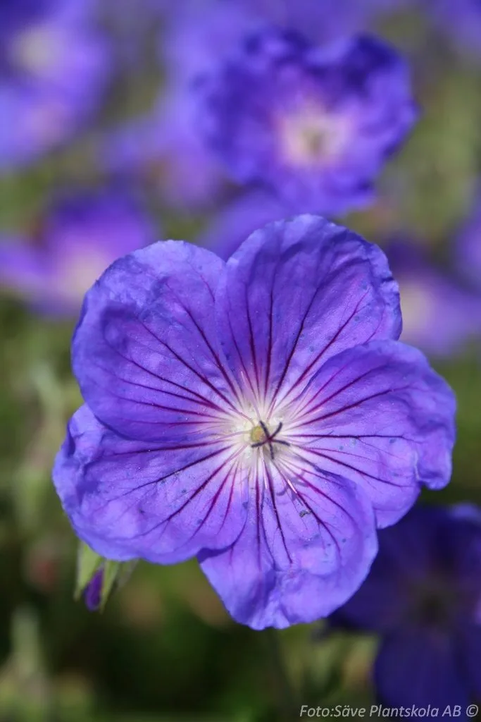 Geranium himalayense 'Gravetye'
