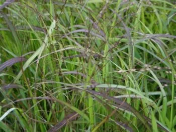 Panicum virgatum 'Rotstrahlbusch'