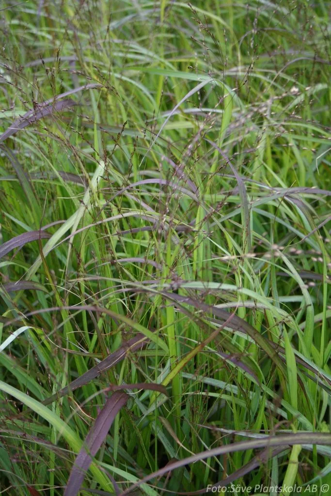 Panicum virgatum 'Rotstrahlbusch'