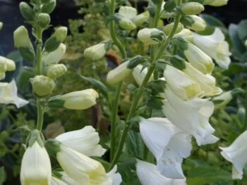 Digitalis purpurea 'Snow Timble'
