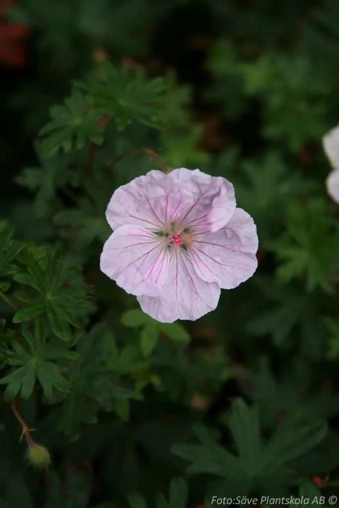 Geranium sanguineum striatum