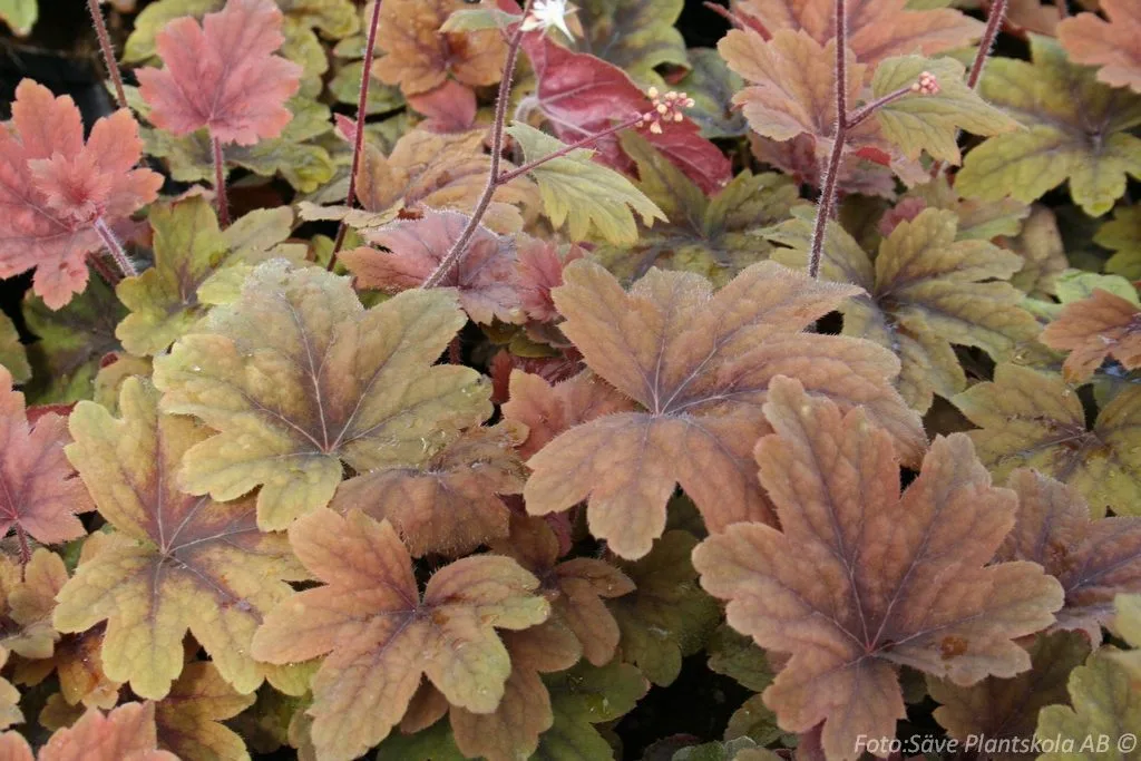 Heucherella 'Sweet Tea'