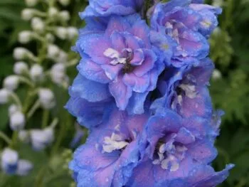 Delphinium Millenium-serien 'Blue Lace'