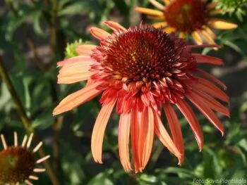 Echinacea purpurea 'Irresistible'
