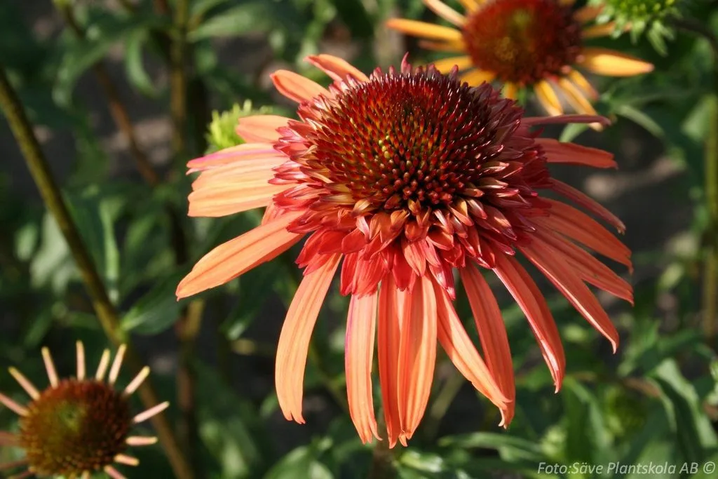 Echinacea purpurea 'Irresistible'