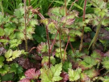 Astilbe chinensis 'Color Flash'