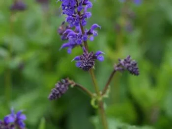 Salvia nemorosa 'Viola Klose'