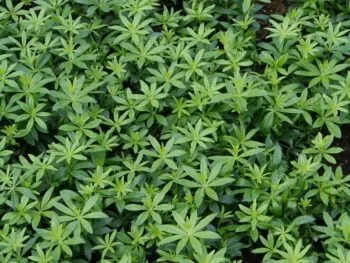 Galium odoratum