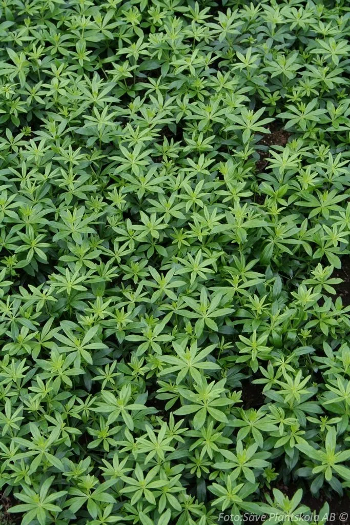 Galium odoratum