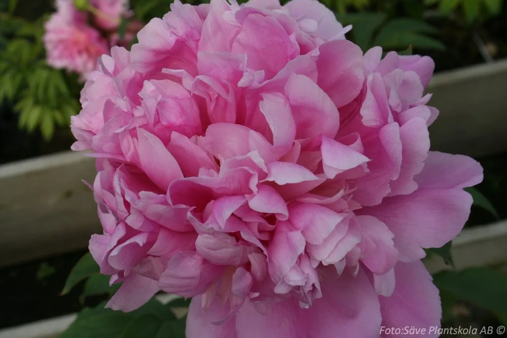 Paeonia lactiflora 'Monsieur Jules Elie'
