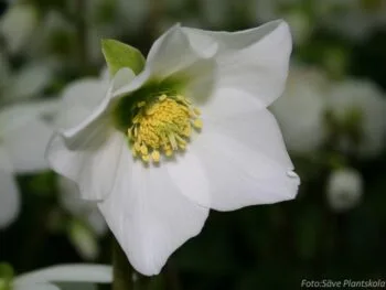 Helleborus niger