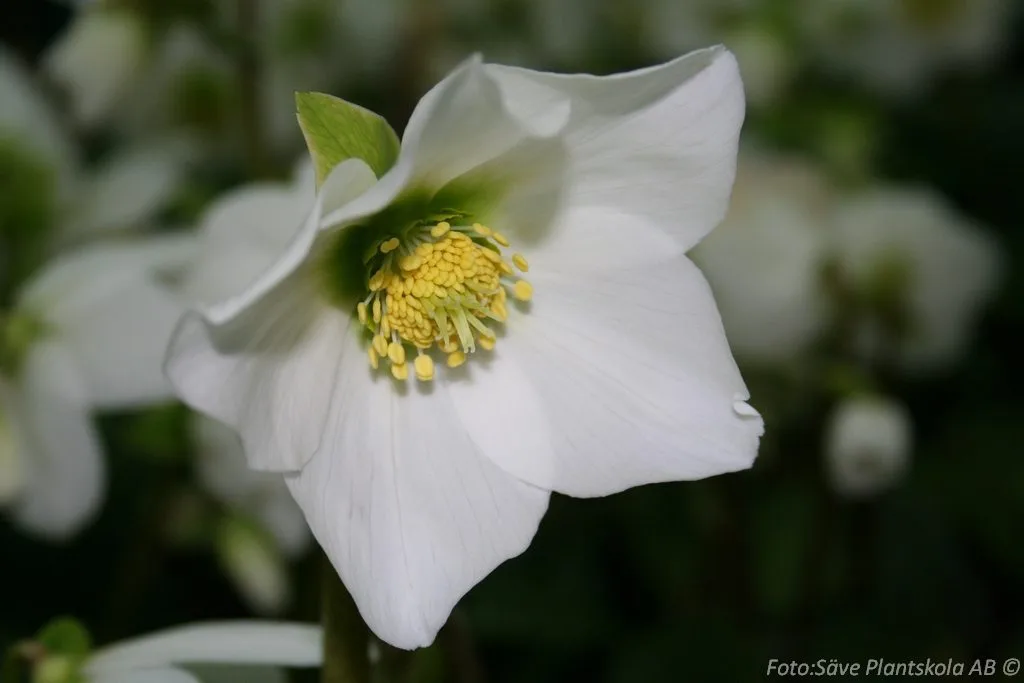 Helleborus niger