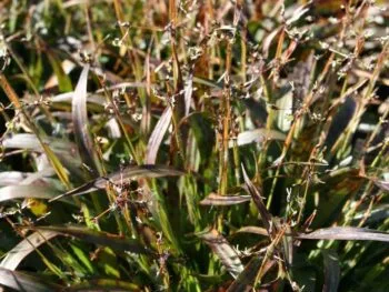 Luzula pilosa 'Igel'