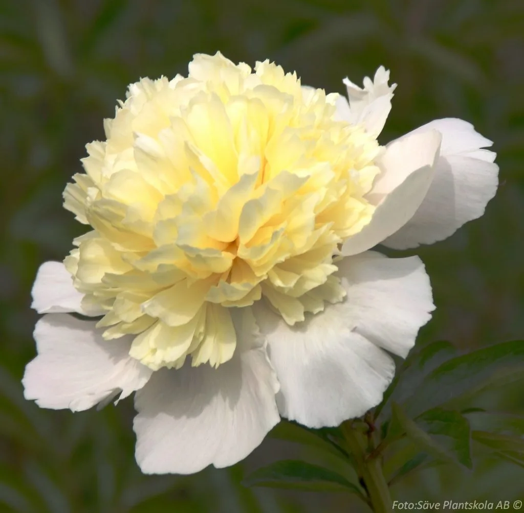 Paeonia lactiflora 'Laura Dessert'