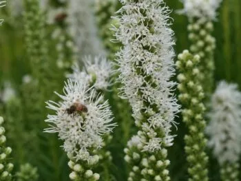 Liatris spicata 'Alba'