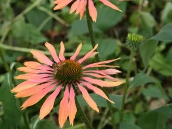 Echinacea purpurea 'Summer Coctail'