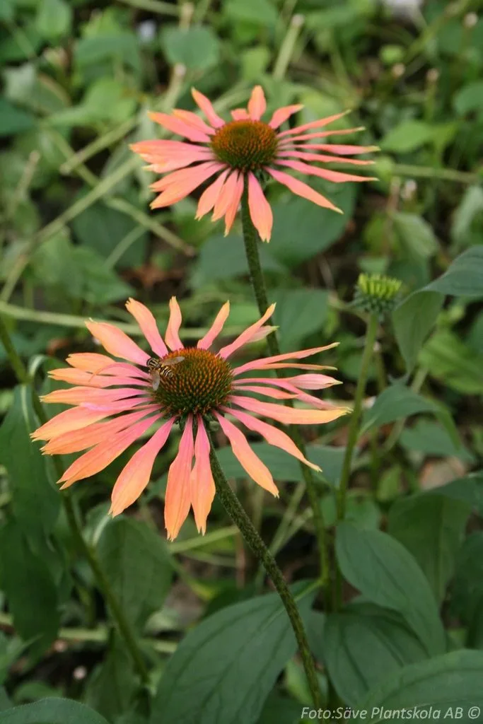 Echinacea purpurea 'Summer Coctail'