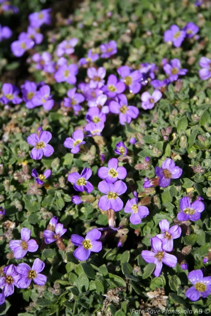 Aubrieta x cultorum 'Tauricola'