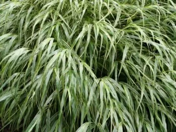 Hakonechloa macra 'Albostriata'