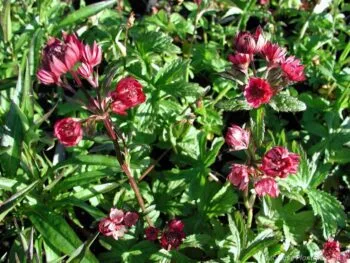 Astrantia major 'Moulin Rouge'