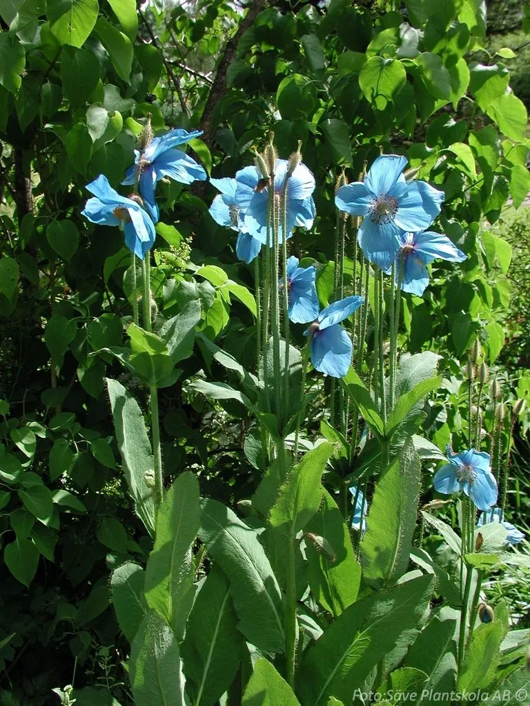 Meconopsis betonicifolia