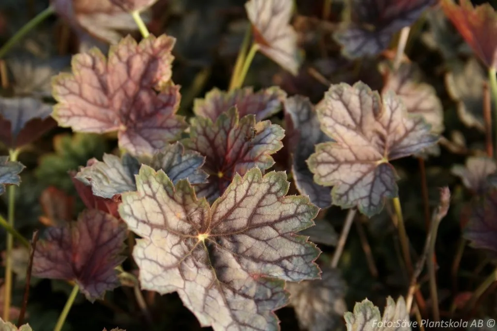 Heuchera 'Green Spice' - Image 2