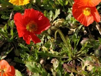 Papaver nudicaule 'Gartenzwerg'