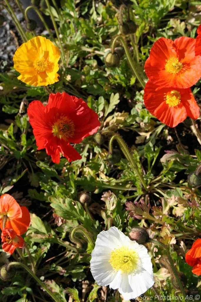 Papaver nudicaule 'Gartenzwerg'