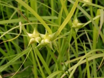Carex grayi