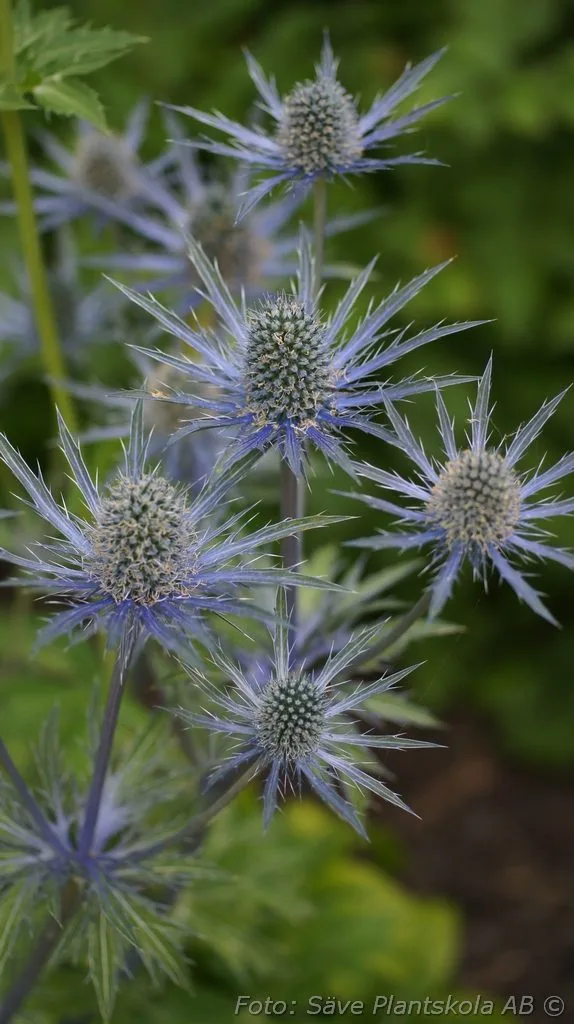 Eryngium alpinum 'Big Blue'