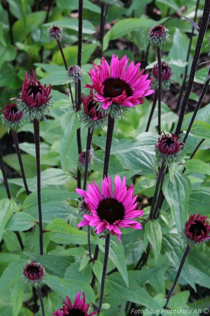 Echinacea purpurea 'Vintage Wine'