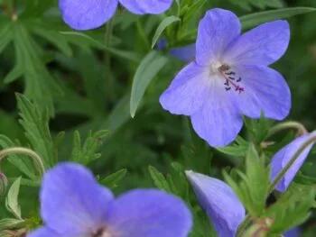 Geranium 'Brookside'